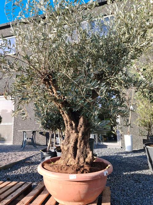 Olijfboom Olea Europaea in schaal, Tuin en Terras, Planten | Bomen, Olijfboom, Halfschaduw, Ophalen