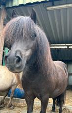 Bereden Kinderpony /gezelschaps Shetland merrietje, Dieren en Toebehoren, Pony's, Merrie