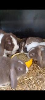 Prachtig NHD dwergkonijn nestje met blauwe ogen, Dieren en Toebehoren, Konijnen, Meerdere dieren, Dwerg, Hangoor, 0 tot 2 jaar