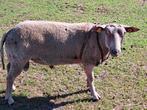 Charrollais dekram, Dieren en Toebehoren