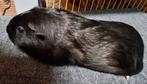 Cavia zeugje zwart bont, Dieren en Toebehoren, Knaagdieren, Cavia