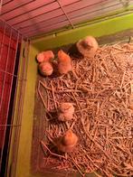 Kuikens legkippen, Dieren en Toebehoren, Pluimvee