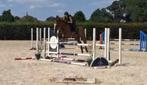 Mooie springgefokte ruin met uitstraling, Dieren en Toebehoren, Paarden, Met stamboom, Springpaard, B, Ruin