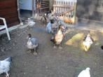 volaille, Dieren en Toebehoren, Dierenvoeding, Ophalen, Pluimvee