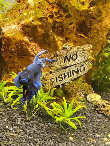 Betta