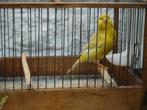 Kanaries geelagaat, Dieren en Toebehoren, Vogels | Kanaries, Meerdere dieren, Kleurkanarie