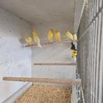 kanaries te koop, Dieren en Toebehoren, Vogels | Kanaries, Meerdere dieren, Kleurkanarie