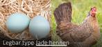 Poules pondeuses aux œufs colorés, Animaux & Accessoires