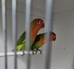 Agapornis fischeri wildkleur man, Dieren en Toebehoren, Vogels | Parkieten en Papegaaien, Mannelijk, Dwergpapegaai of Agapornis