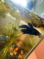 Betta fish, Dieren en Toebehoren