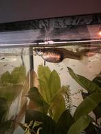Guppy's te koop, Dieren en Toebehoren, Vissen | Aquariumvissen, Vis, Zoetwatervis, Schoolvis