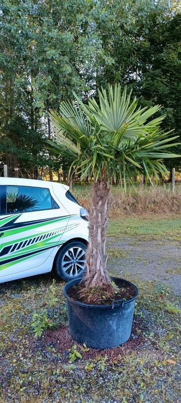 Trachycarpus fortunei winterharde palmboom  beschikbaar voor biedingen