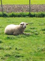 Mouton Suffolk/Laitier belge, Animaux & Accessoires, Moutons, Chèvres & Cochons, Mouton, Mâle, 0 à 2 ans