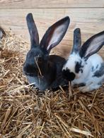 Duitse reus x Vlinder, Dieren en Toebehoren, Mannelijk