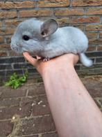 Wit violet chinchilla vrouwtjes, Animaux & Accessoires, Rongeurs, Chinchilla