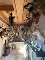 TAXIDERMIE - Mooie Opgezette Koppen !!!, Ophalen of Verzenden, Gebruikt, Wild dier, Gewei of Kop