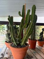 Euphorbia, Ophalen