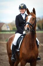 6 jarige merrie (Everdale x De Niro x Negro), Dieren en Toebehoren, Merrie, Met stamboom, 3 tot 6 jaar, L