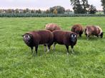 Stamboek dassenkopram te koop, Dieren en Toebehoren, Schapen, Geiten en Varkens, Mannelijk, Schaap, 0 tot 2 jaar