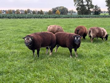 Stamboek dassenkopram te koop beschikbaar voor biedingen