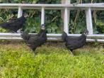 Jonge australorps