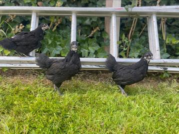 Jonge australorps beschikbaar voor biedingen