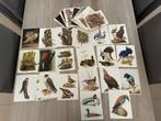 Artis Historia - Nestbouwende vogels uit Europa, Verzamelen, Foto's en Prenten, Gebruikt, Dier, Prent, Ophalen