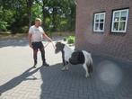 drie zeer kleine brave merries, Merrie