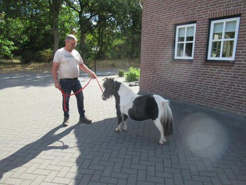 drie zeer kleine brave merries, Dieren en Toebehoren, Paarden en Pony's | Dekhengsten en Fokmerries, Merrie