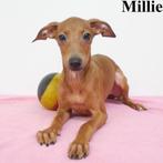 Millie, Marie & Mia, Italiaanse Windhond - pups te koop, Dieren en Toebehoren, Honden | Windhonden, België, 15 weken tot 1 jaar