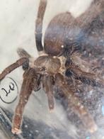 Hysterocrates gigas mannetje 4 cm lichamlengte, Animaux & Accessoires, Insectes & Araignées