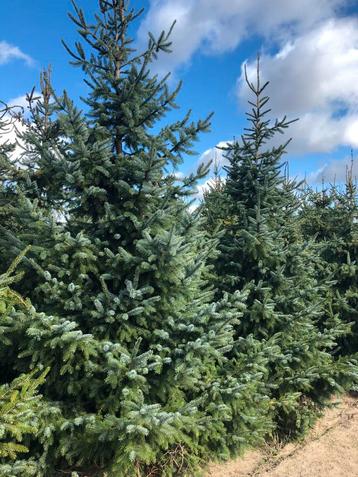 Super lot kerstbomen te koop in londerzeel zelf te rooien  beschikbaar voor biedingen