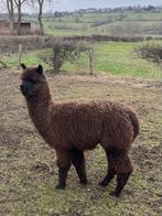 Alpaca, alpaca, Dieren en Toebehoren, Overige Dieren, Mannelijk