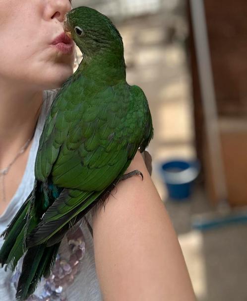 Super lieve tamme koningparkiet, Dieren en Toebehoren, Vogels | Parkieten en Papegaaien, Parkiet, Geslacht onbekend, Tam, Geringd