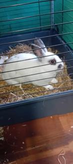 dwerg konijn, Mâle, Nain, 0 à 2 ans