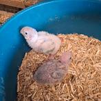 Pyrrhura molinae jongen uit nest, verschillende kleuren, Dieren en Toebehoren, Geslacht onbekend, Parkiet, Geringd