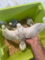 Baby halsbandparkieten handtam, Dieren en Toebehoren, Vogels | Parkieten en Papegaaien, Meerdere dieren, Parkiet, Pratend