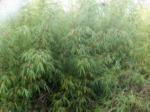 Bamboe Fargesia Rufa, Tuin en Terras, Planten | Struiken en Hagen, Haag, Bamboe, 250 cm of meer, Ophalen