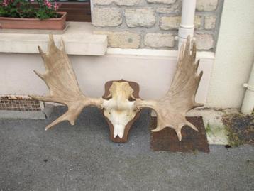 Elk Trophy  beschikbaar voor biedingen