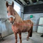 Lieve knappe 8jarige Cruzado ruin te koop!, Hongre, Débourré, Poney de récréation, Poney E (1.48 m - 1.57m)