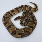 Black Pastel Enchi het Clown man, Dieren en Toebehoren