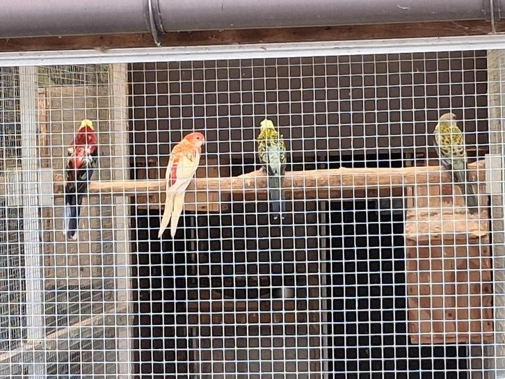 bleekkop rasella rubino opaline, Dieren en Toebehoren, Vogels | Parkieten en Papegaaien