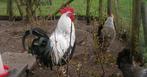 Dorking kippen, Dieren en Toebehoren, Pluimvee