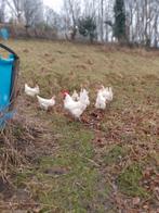 Poules de Bresse en train de faire éclore leurs œufs., Animaux & Accessoires