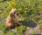 Engelse  cockerspaniël pups, Dieren en Toebehoren, België, CDV (hondenziekte), 8 tot 15 weken, Meerdere