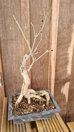 Es Bonsai boompje, Tuin en Terras, Planten | Bomen, Bloeit niet, Halfschaduw, Overige soorten, Minder dan 100 cm