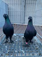 Super arap önden güllü akkuyruk koopel, Dieren en Toebehoren