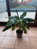 Bananier commun, En pot, Plein soleil, Enlèvement, 100 à 150 cm