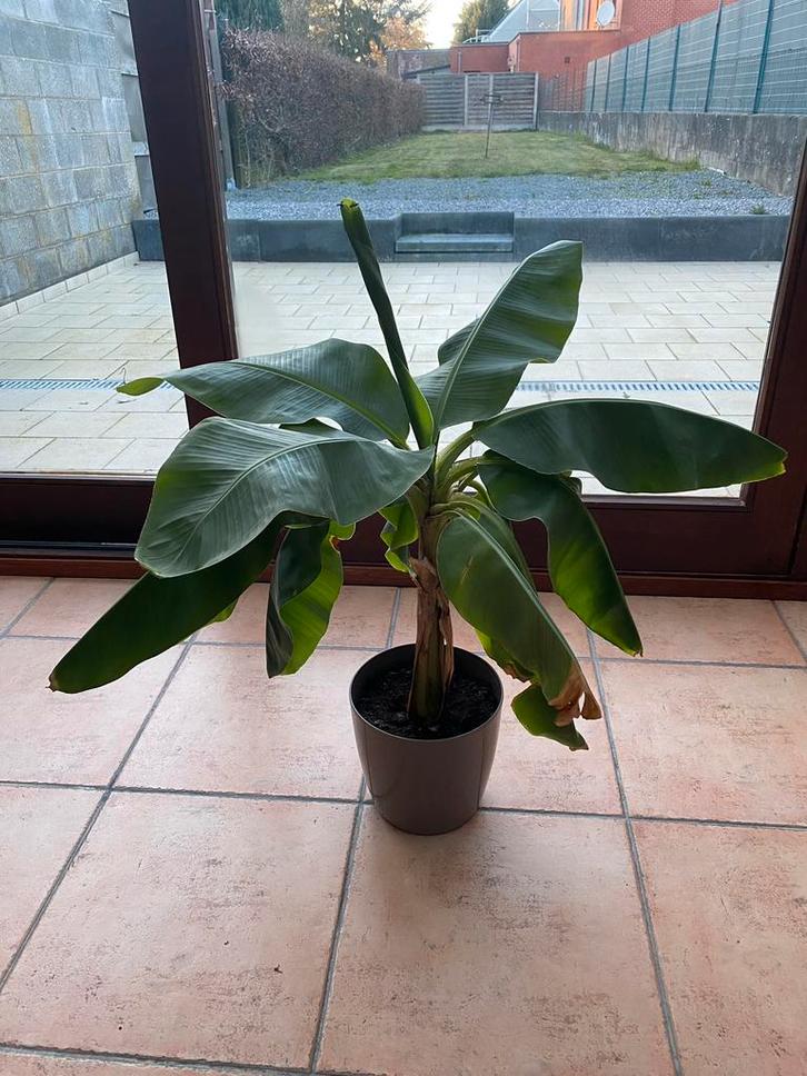 Bananier commun, Maison & Meubles, Plantes d'intérieur, Plante fruitière, 100 à 150 cm, Plante verte, Plein soleil, En pot, Enlèvement