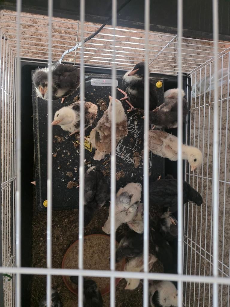 Marans hanen ( 30 stuk )